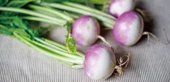 순무 재배 봄 가을 파종 비료 절감 키우기 요령_13