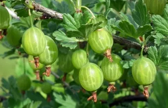 구스베리 재배 가시 관리 통풍 확보 열매 보호_12