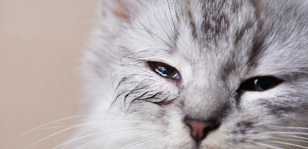 눈물이 나고 눈이 축축한 새끼 고양이.