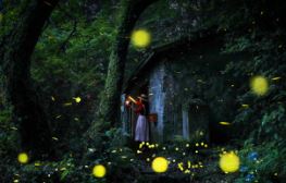 화담숲 반딧불이 이벤트