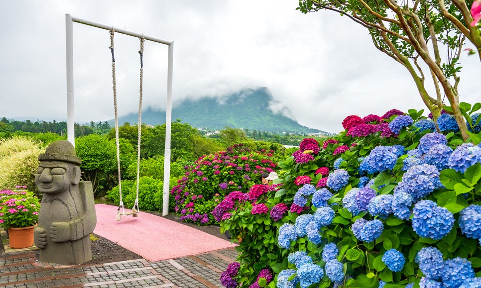제주 마노르블랑 수국축제