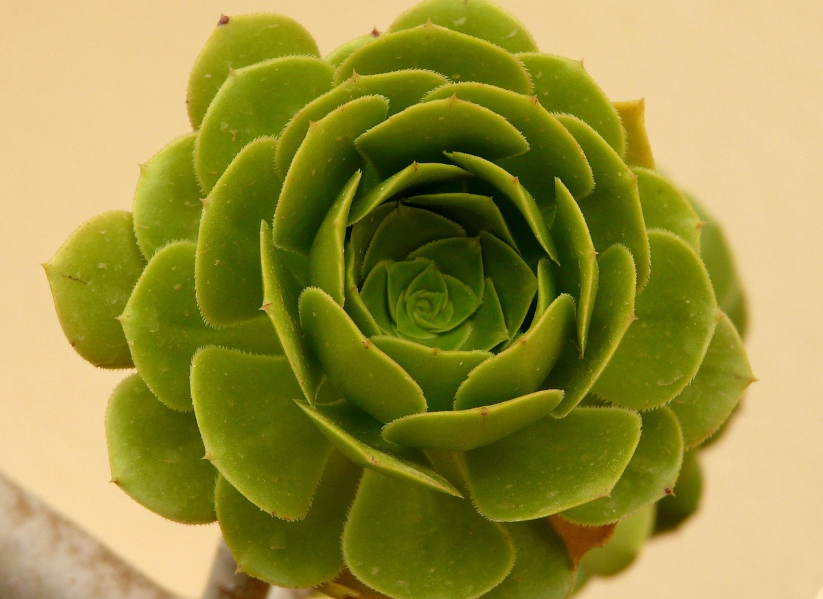 다육이 의 모습