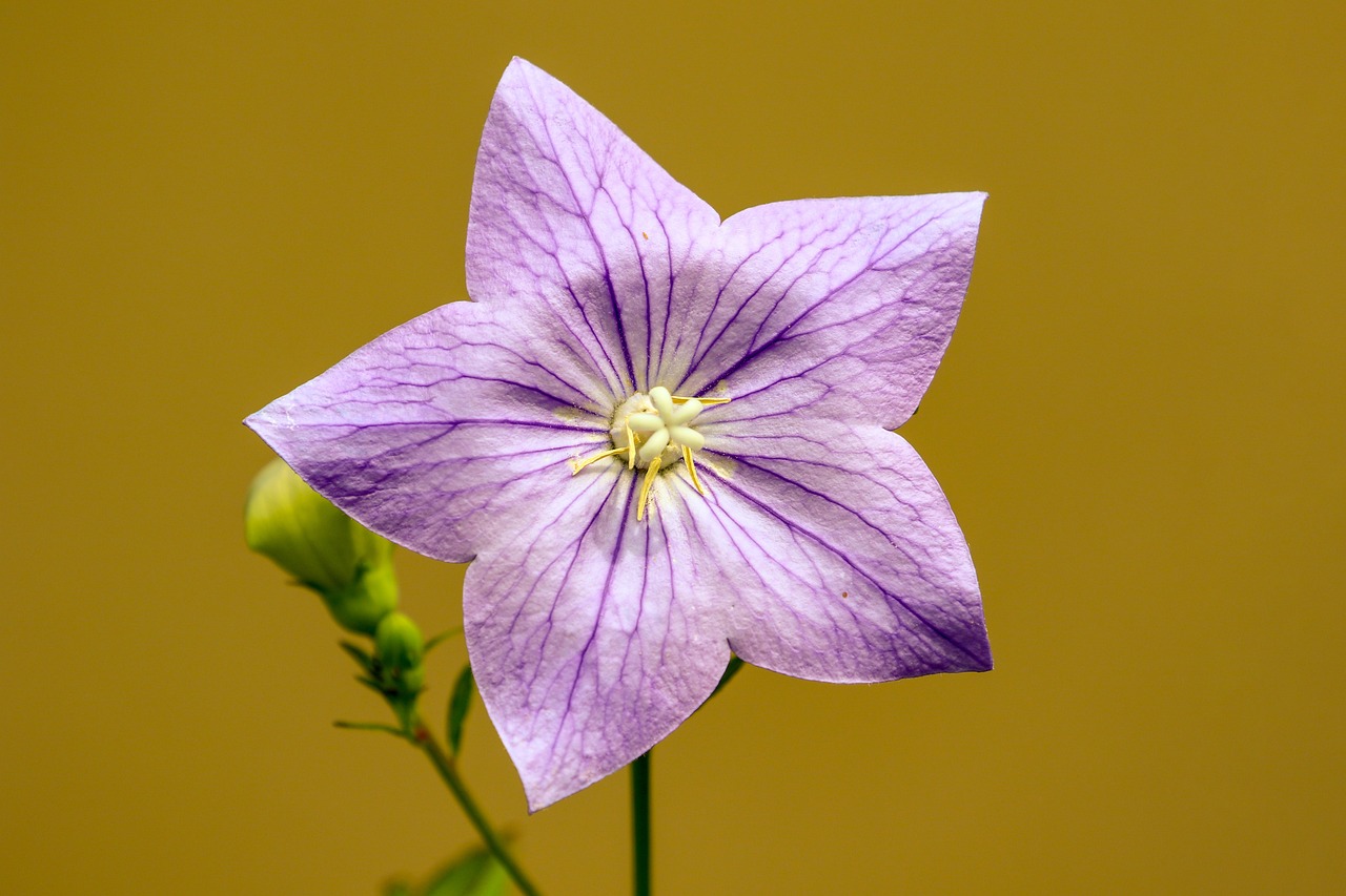 국립수목원 사전 예약