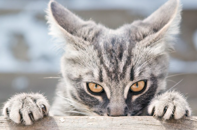 노려보는 고양이.