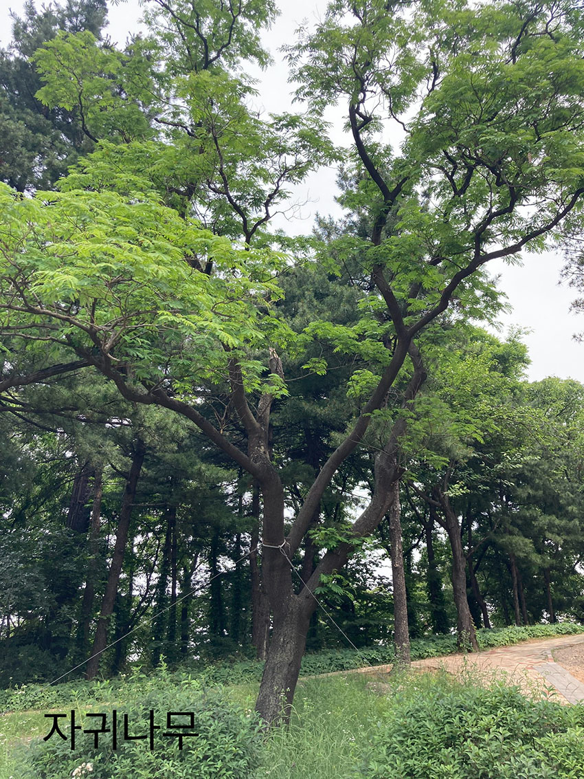 자귀나무