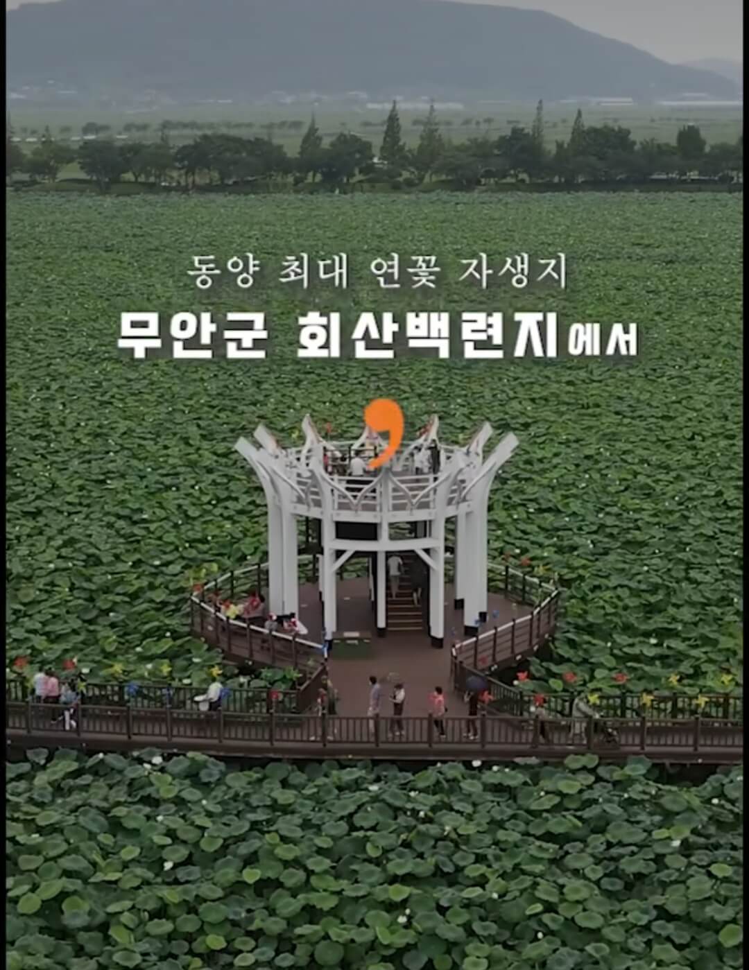 회산백련지-무안연꽃축제