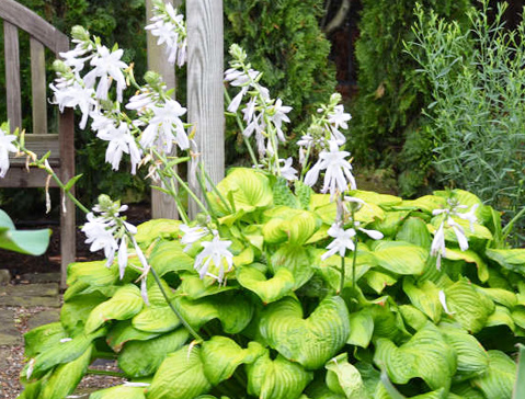 옥잠화 꽃 피는시기 꽃말 종류 비비추 부레옥잠 차이 키우기 방법 관리 팁2