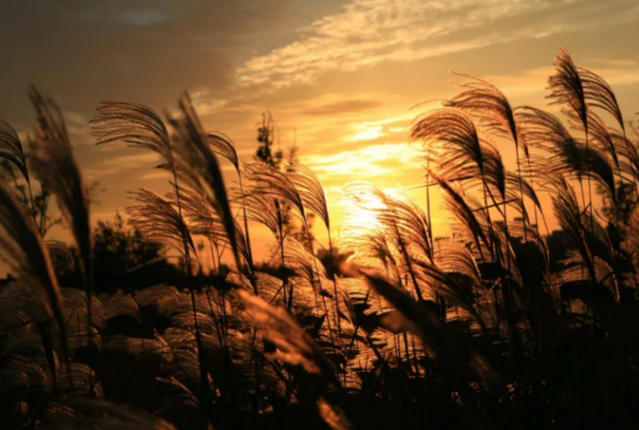 포천 산정호수 명성산 억새꽃축제