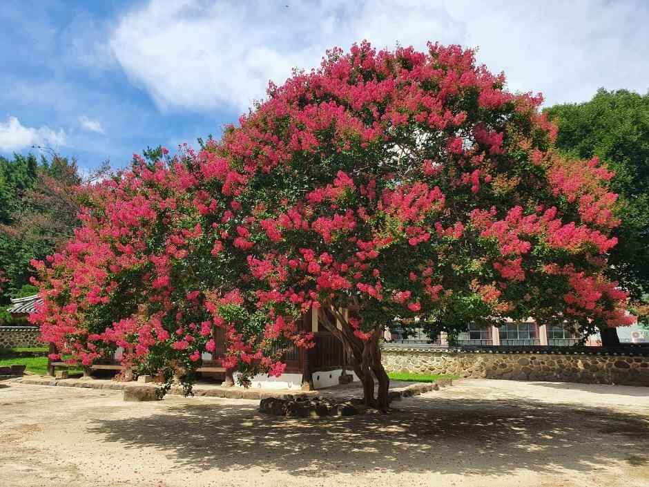 산청 덕천서원 배롱나무 명소