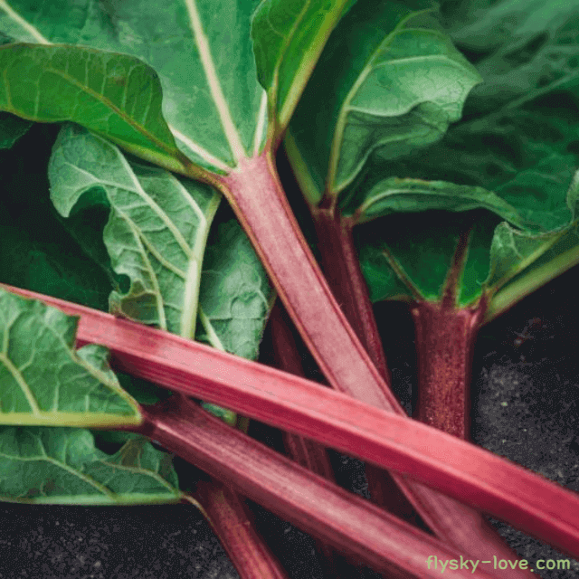 갑상선 건강에 좋은 루바브뿌리