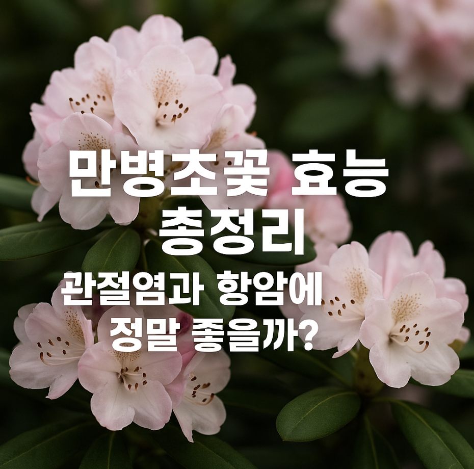 만병초꽃 효능 총정리, 관절염과 항암에 정말 좋을까?