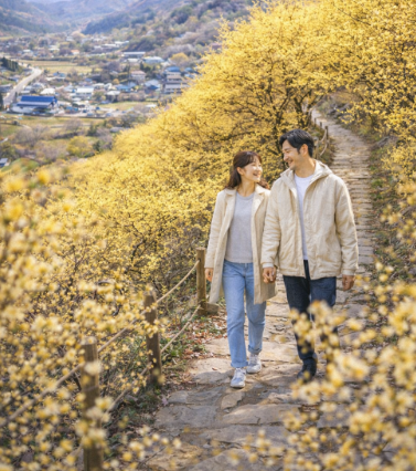 수도권 당일치기 봄꽃 여행 관련사진