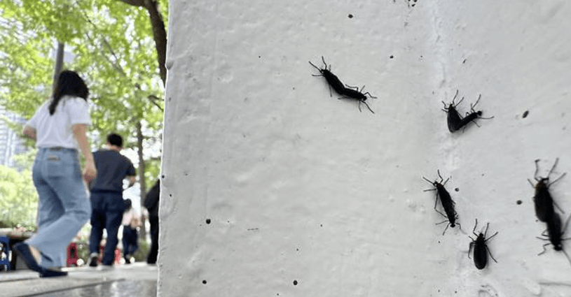 서울 시내에서 활동하는 러브버그 사진
