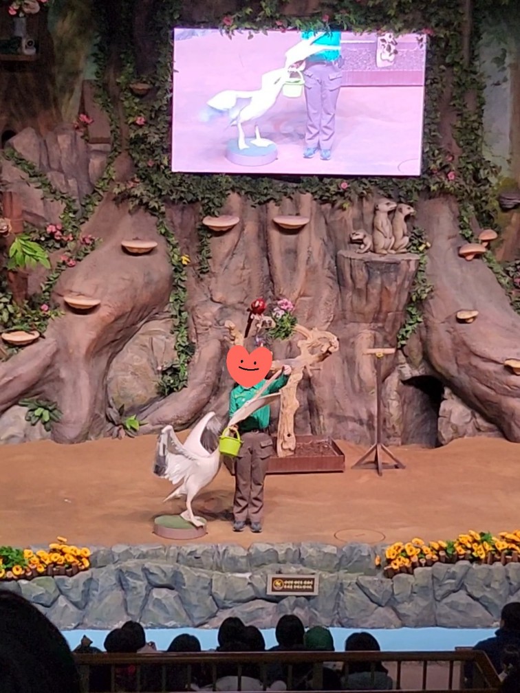 먹이 먹는 펠리컨