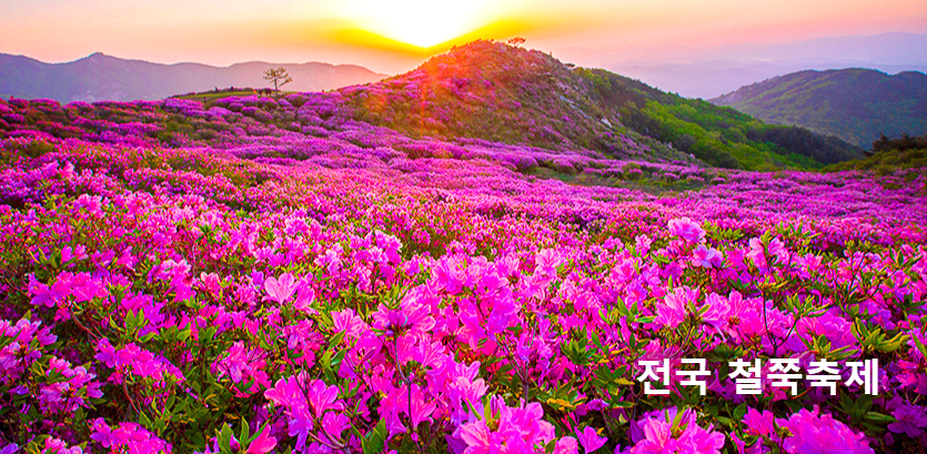 철쭉축제