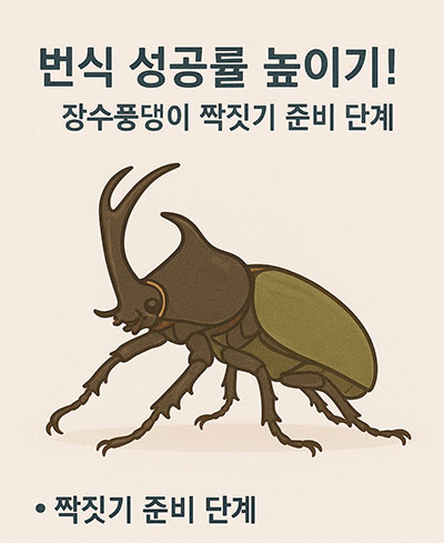 장수풍뎅이 짝짓기 준비 단계