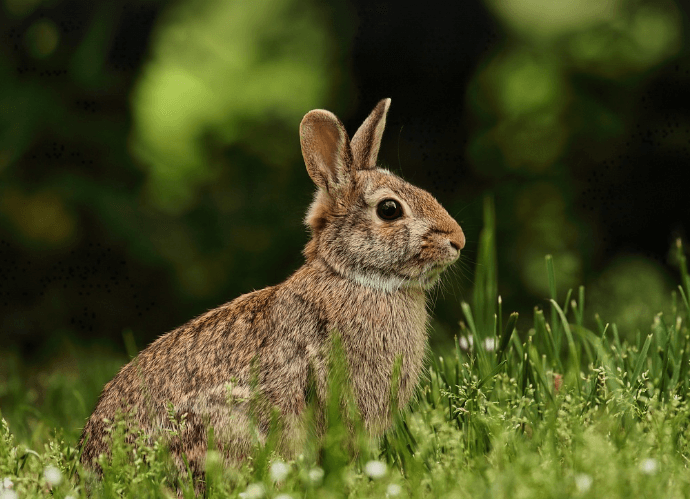 토끼 나오는 꿈 해몽 풀이