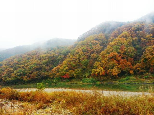 춘천 황금박쥐캠핑장 소개