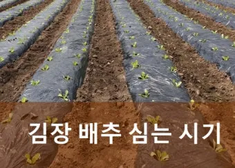 김장 배추 재배 파종 모종 웃거름 결구 수확 타이밍_14