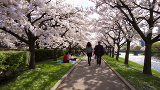 혼자만 알고 싶은 봄 감성 드라이브 코스