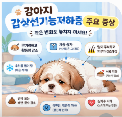 강아지 갑상선기능저하증 집에서 관리하는 법｜초보 집사가 꼭 알아야 할 7가지