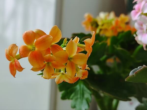 카랑코에-키우기