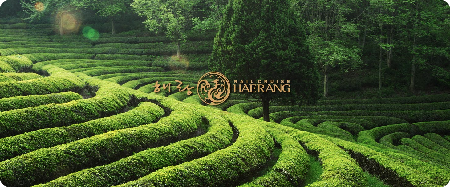 국내 유일 숙박형 열차! 레일크루즈 해랑으로 떠나는 전국일주 여행