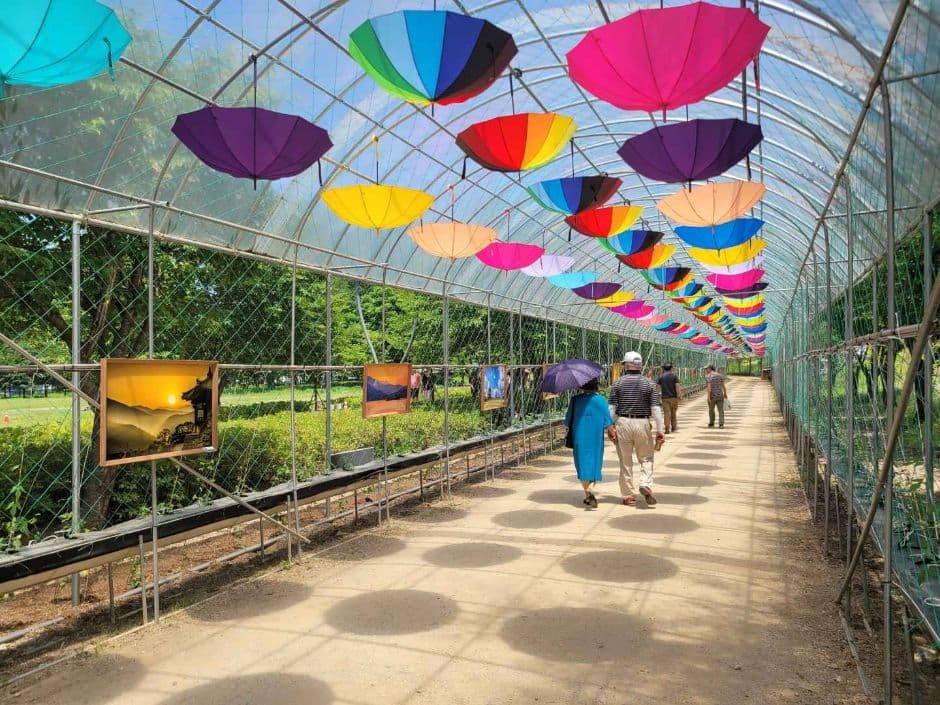 [5월~6월 축제]2025 자라섬 꽃 페스타❘기간, 일정, 체험 및 프로그램, 전기차 운행 안내