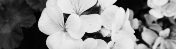 금전수 물주기 외: 제라늄 키우기, 제라늄 삽목 (가지치기, 물주기, 분갈이 등)