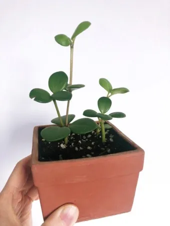 페페로미아 키우기 물주기 분갈이 빛관리 작고 예쁜 실내식물_8