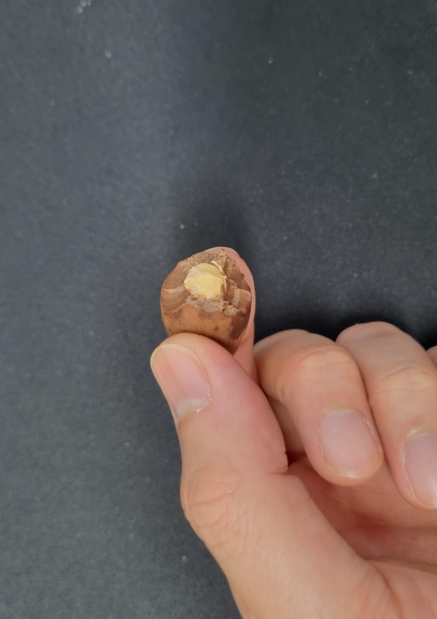 버릴스 티라미수 초콜릿 아몬드