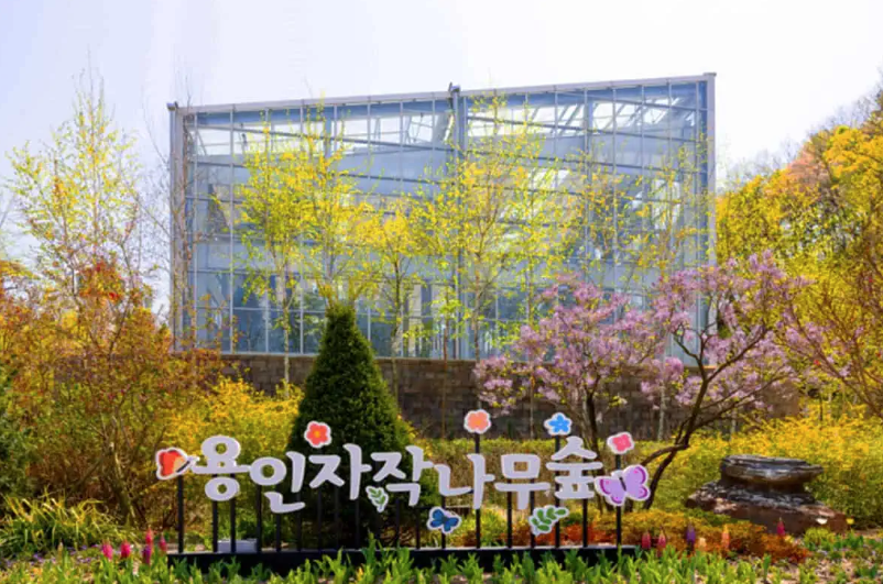 용인 자작나무숲