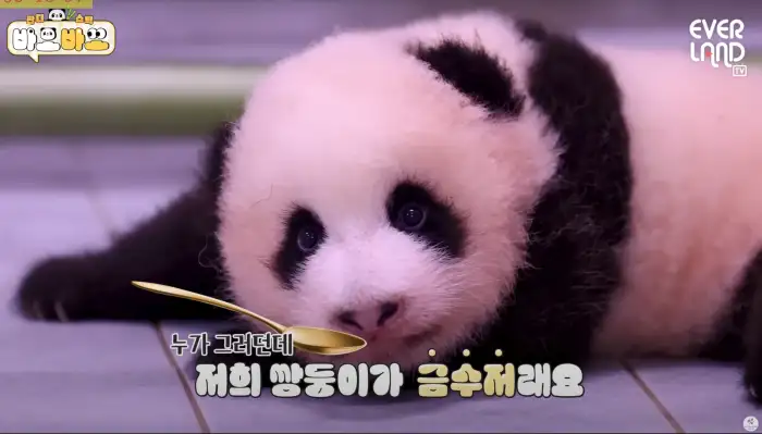 아기바이오-판다