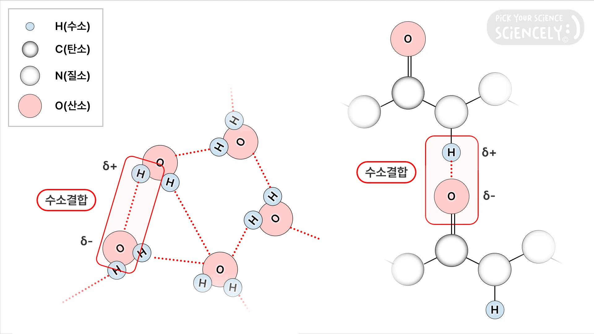 수소 결합, 물 분자, 폴리펩타이드