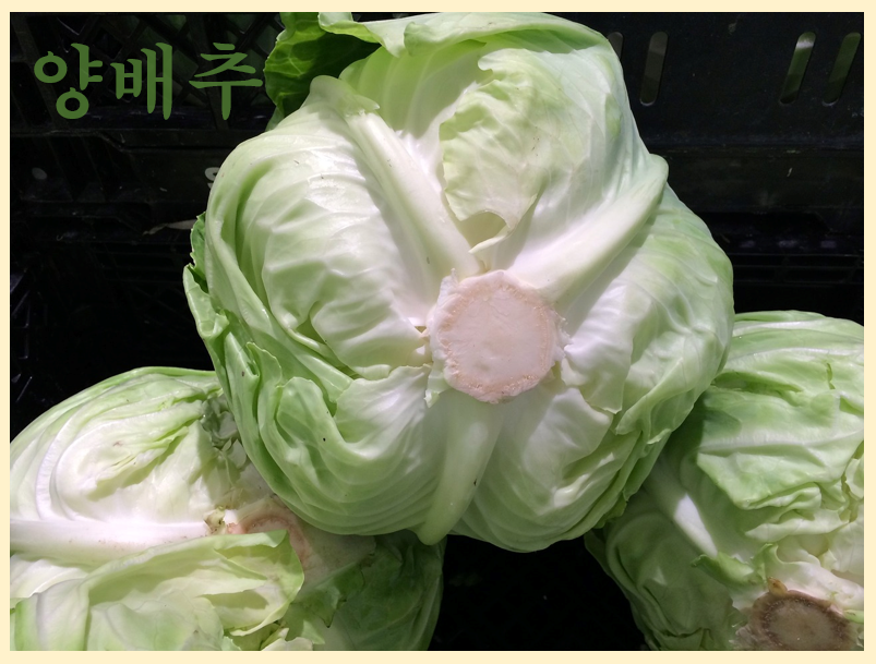 양배추로 건강 챙기기: 효능, 요리법, 그리고 먹는 법