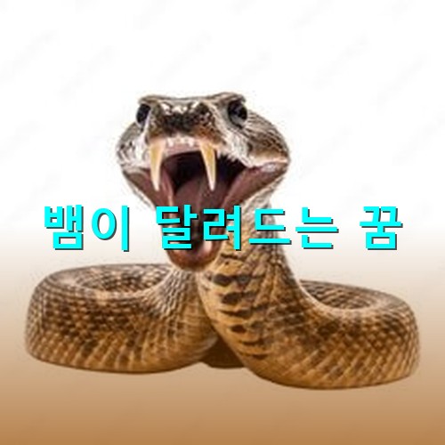 살모사가-이빨을-들이대며-공격하려는-모습