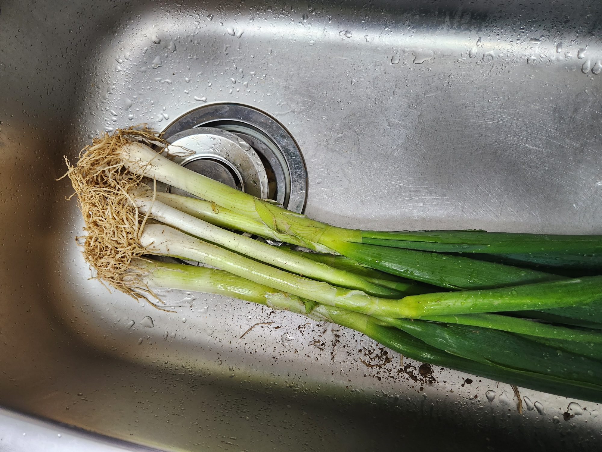 대파 보관법&amp;#44; 대파 효능에 대해 확실히 알려드릴게요. 냉동보관법