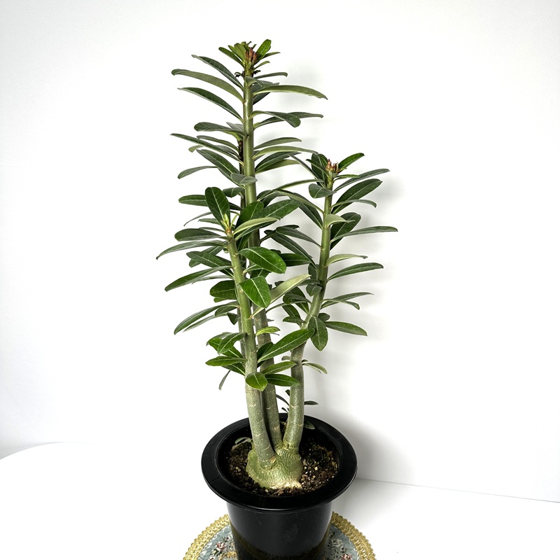 아데니움 키우기 석화 바오밥나무 키우는법