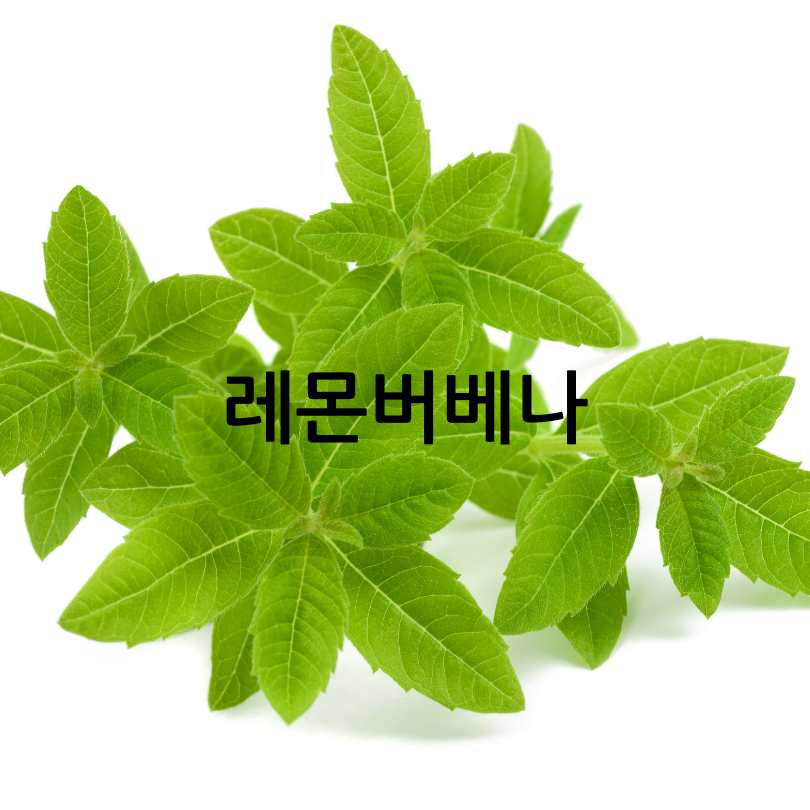 레몬버베나 다이어트