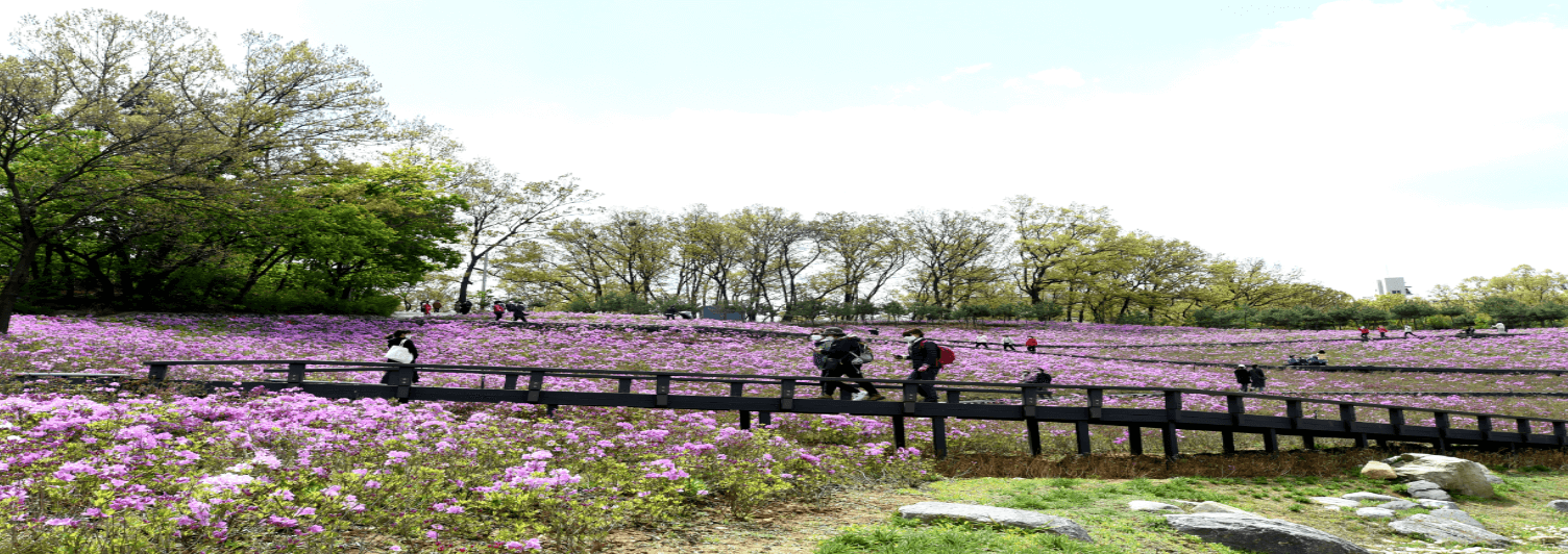 불암산 철쭉 축제
