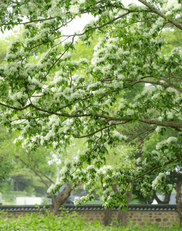 경주오릉-이팝나무