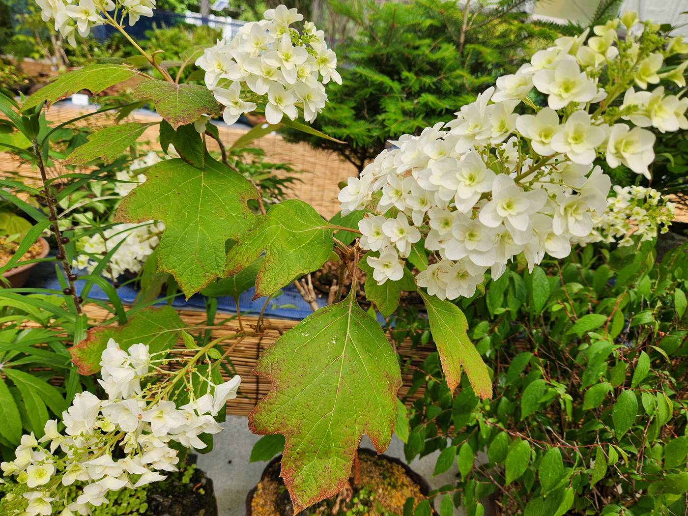 떡갈잎수국(Oakleaf Hydrangea)