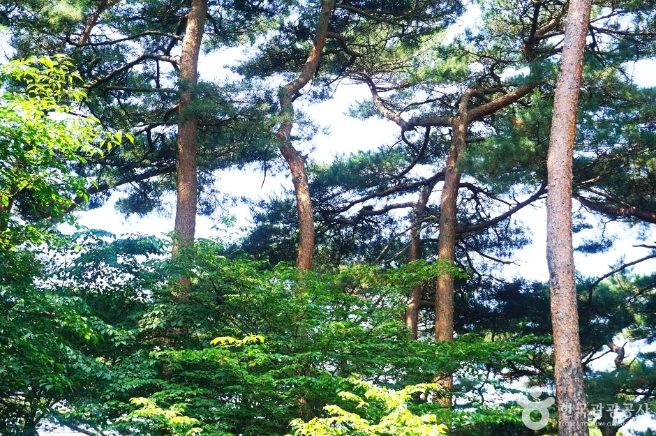 소나무