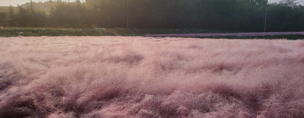 고창 청농원 라벤더 축제