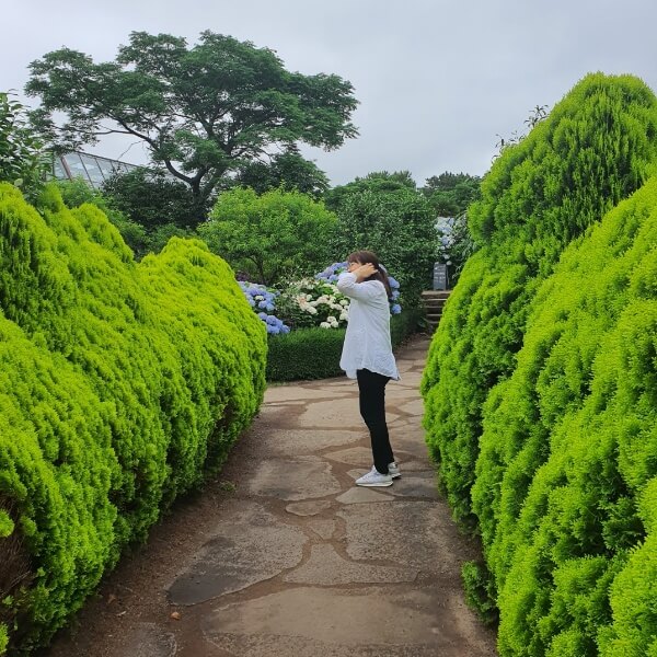 측백나무 길