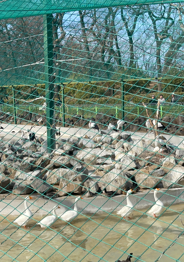 대구 달성공원 동물원 거위들이 무리지어 걷는 모습