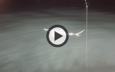 포항 인근 바다에서 목격된 청상아리