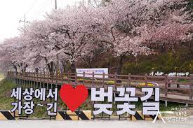 세상에서 가장 긴 대청호 벚꽃길 ~ 오백리길 