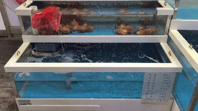 통영수산물회센터-어항-2