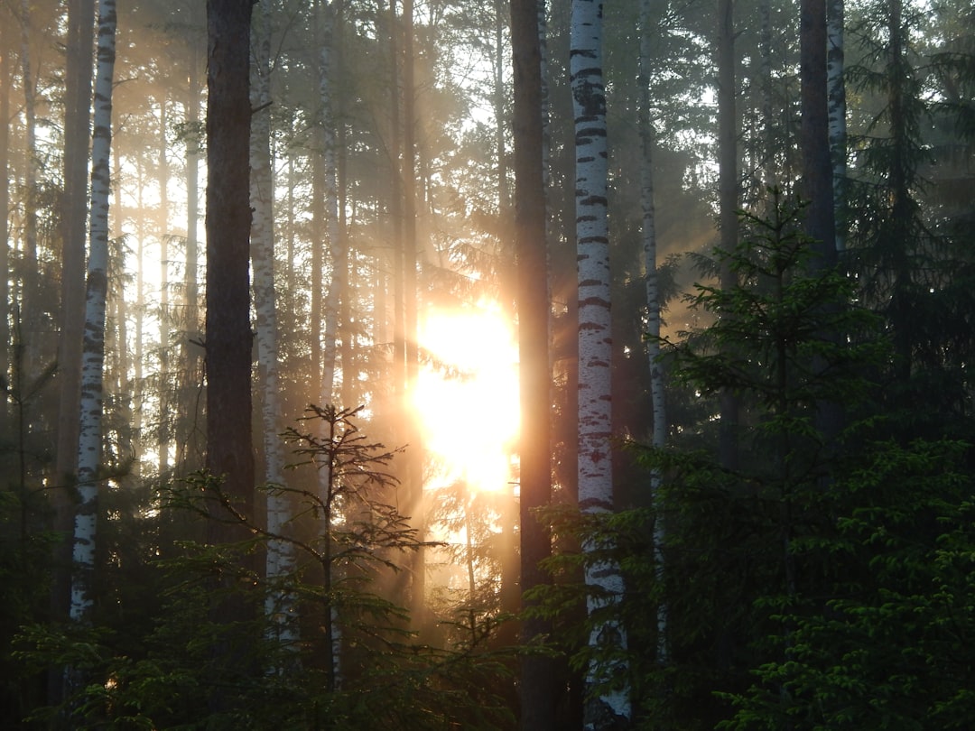 Sunlight Loan